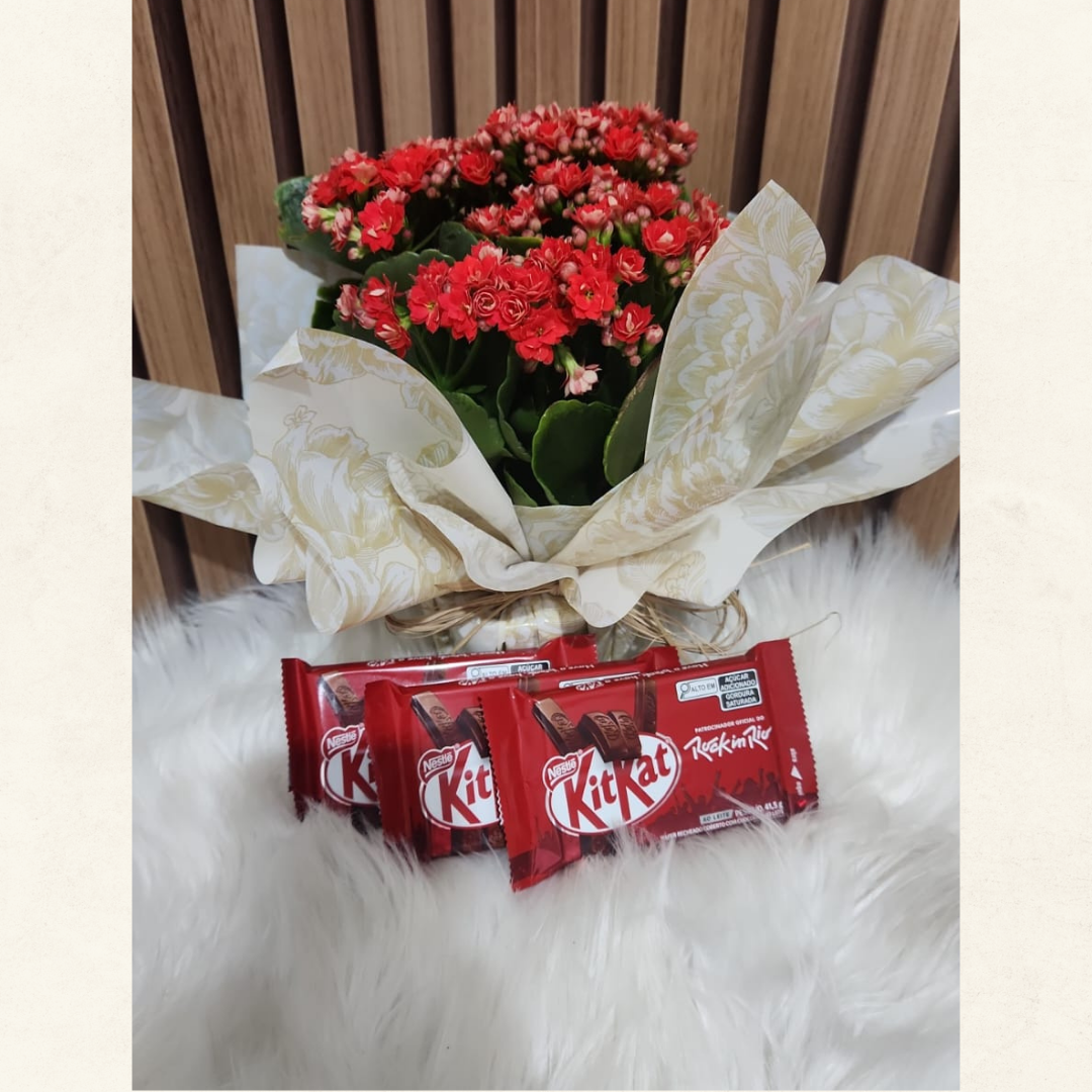 Encanto de Kalanchoe com KitKat