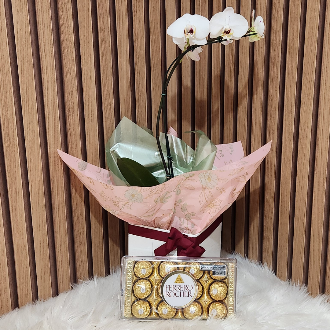 Orquídea Phalaenopsis Branca  com Chocolate